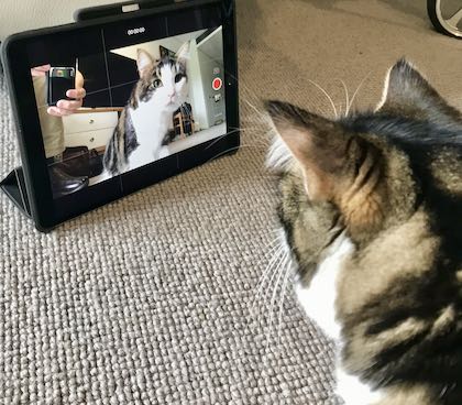 Kitler 2 takes an important FaceTime call.