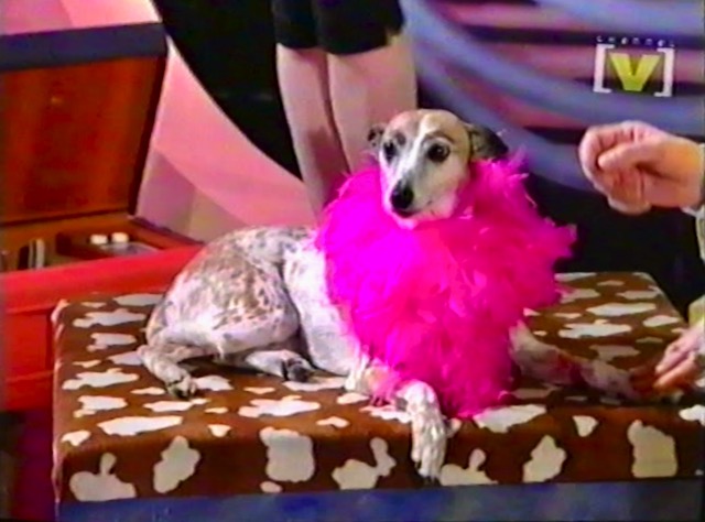 Tilley the wonder dog on Maynard's Rewind show